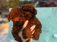 2 ve 9 aylık dişi red brown toy poodle yavrular
