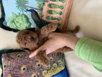 2 aylık erkek toy poodle yavrularım yeni yuvaya hazır