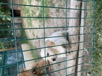 Küt burun bebekler golden retriever