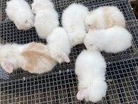 SAFKAN HOLLANDA LOP TAVŞANLAR GÜN İÇİNDE GÖNDERİM VAR