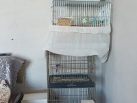 Full takım muhabbet kuşu çiftler