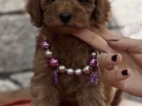 Toy Poodle Safkan