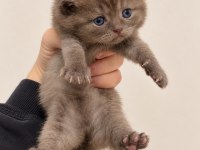 A KALİTE EŞSİZ GÜZELLİKTE KEDİLER (REZERVE ILANIDIR)