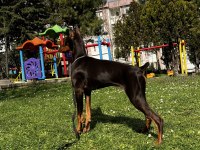 6 aylık kızıl doberman