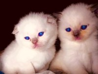 SCOTTİSH FOLD BLUE POİNT VE BRİTİSH BLUE POİNT