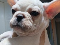 A Kalite Şecereli Ender Renkte Olan Erkek Köpeklerimiz