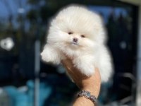 Pomeranian Boo Köpeği