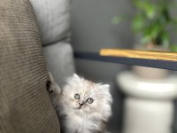 EV ORTAMINDA BÜYÜYEN BRITISH LONGHAIR YAVRULARIM 