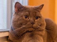 Sahibinden British Shorthair 6 Yaşında