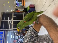 BELGELİ ÇİPLİ SARI ALIN AMAZON PAPAĞANI
