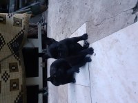 Safkan anne ve babadan french bulldog