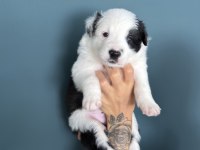 Border Collie Yavruları