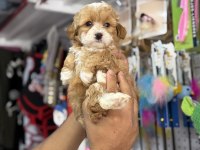 Türkiyenin en güzel maltipoo bebekleri core