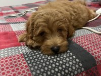 2.5 aylık sevimli maltipoo