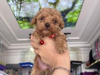 Güzel maltipoo bebekler