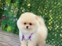 Pomeranian boo yavrularımız