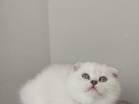 Harika dişi scottish fold yavru kedimiz