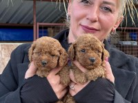 Toy poodle sevimli yavrularım