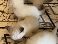 British Shorthair Bebeklerim Yeni Ailelerini Bekliyor