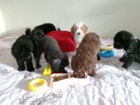 Evde bakılabilecek en uygun cins toy poodle