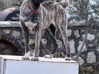Orjinal Çapar kangal
