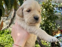 Ararsanız sevinirim golden retriever