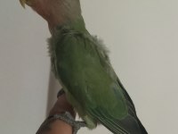 Sevda papağanı 2 aylık