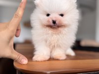 Safkan Pomeranian Boo Karakterine Bayılacaksınız