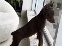 A++ Kalite Doberman Yavrularımız.