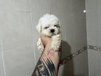 SIFIR NUMARA KORE MALTESE DİŞİ