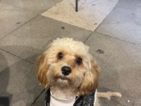 Şila bir buçuk yaşında toy poodle cinsi