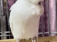 SHOW JUMBO MUHABBET KUŞU