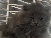 2.5 aylık british longhair yavrularımız
