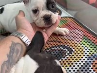 Kepçe kulak fransız bulldog