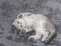Scottish fold dişi 4 aylık