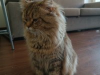 British longhair 1 yaşında