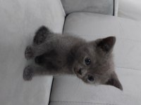 Yavrularımız gitmeye hazır british shorthair