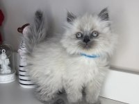 Safkan British Longhair Yavrularımız