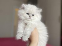 BRITISH LONGHAIR YAVRULARIM 