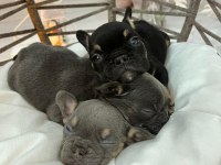 RENGARENK MİCRO FRENCH BULLDOG BEBEKLER
