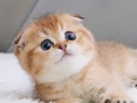 Top Kafacık Golden Scottish Fold