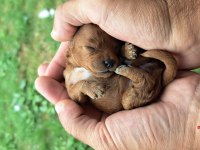 Poodle yeni yuvasını bekliyor
