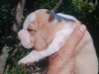 Sevimli safkan beagle yavrular