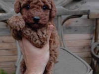 Toy poodle