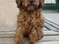 Tüm aşıları tam 3 aylık dişi toy poodle
