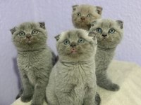 A Plus Scottish Fold Yavrular
