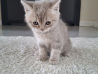 Sevimli lili