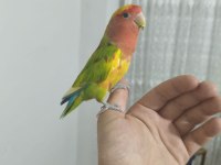 Acil satılık sevda papağanımız