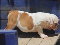 ŞİŞKO BULLDOG ÇOCUK