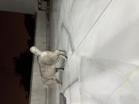 British shorthair kedimi acil sahiplendirme